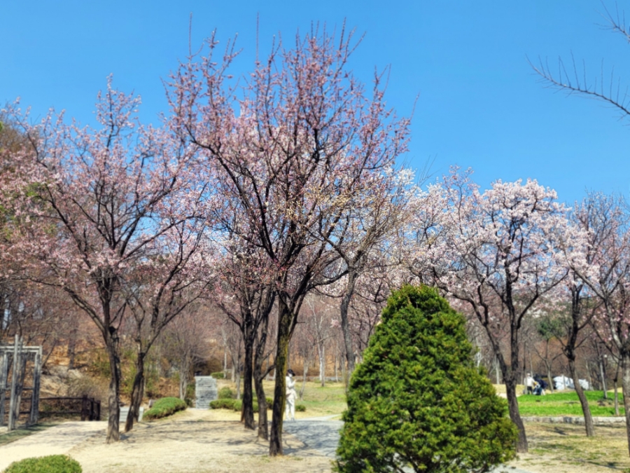 4월 꽃구경  서울벚꽃 명소 북서울꿈의숲