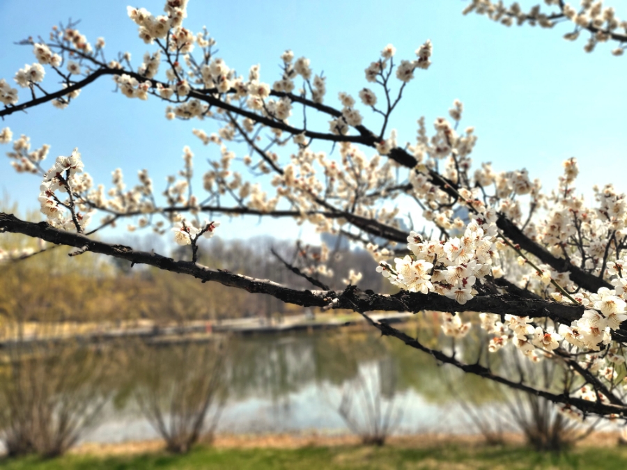 4월 꽃구경  서울벚꽃 명소 북서울꿈의숲