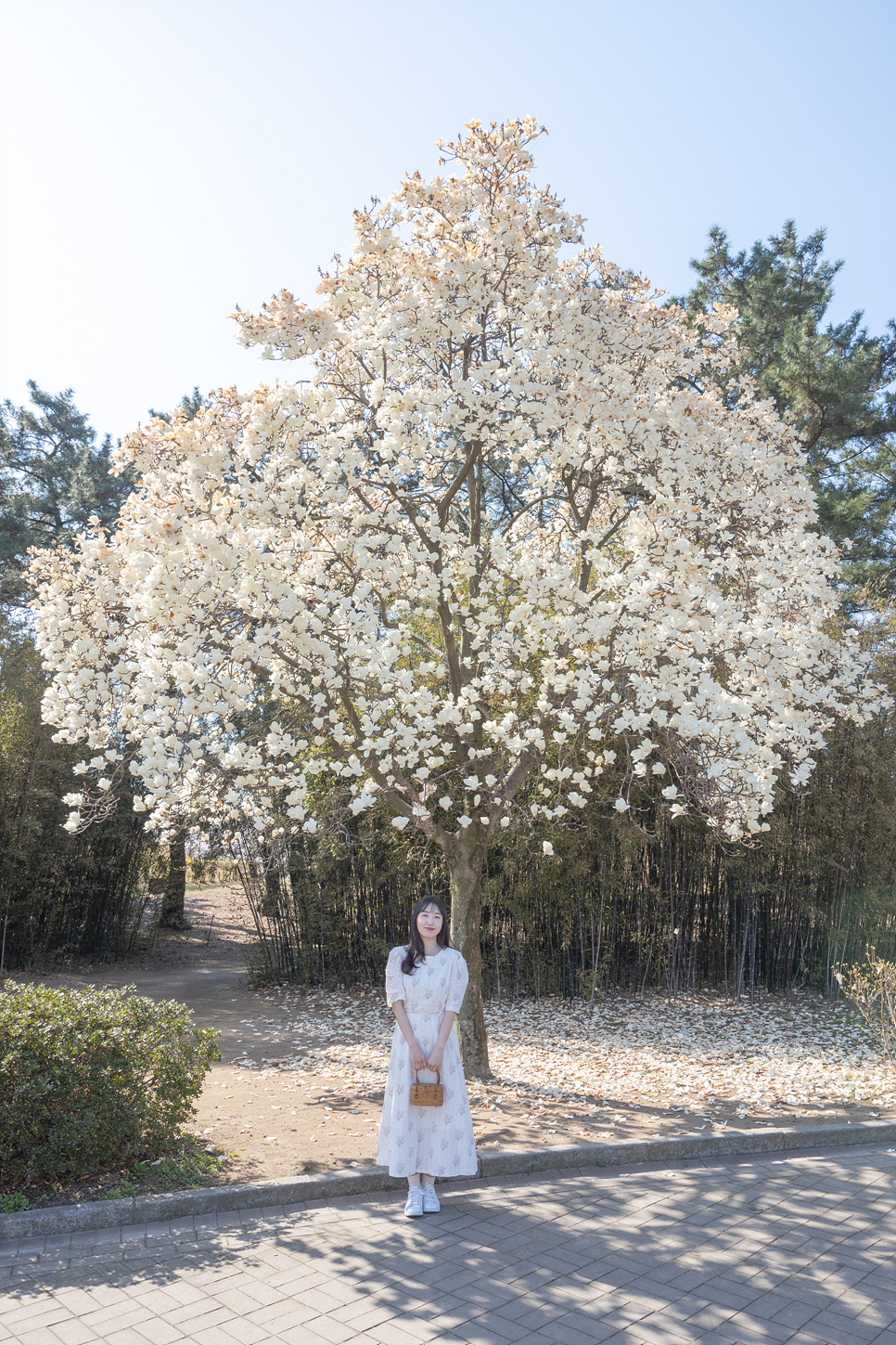 경주 벚꽃 명소 실시간 경주 대릉원 월정교 보문정 보문단지 호수