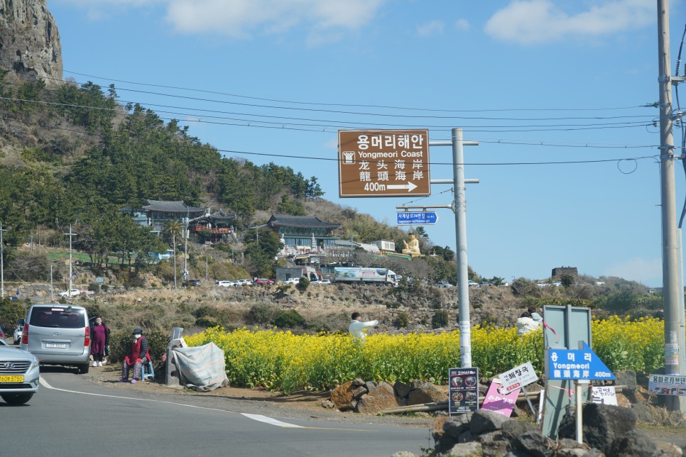 제주 산방산 유채꽃, 원앤온리 포함 제주도 1박2일 남쪽 코스