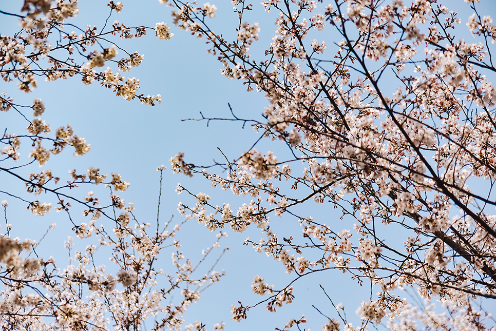 전라도 4월 꽃구경 가볼만한곳 * 나주 벚꽃 파밀리에, 유채꽃, 한수제, 영산강 개나리 벚꽃길