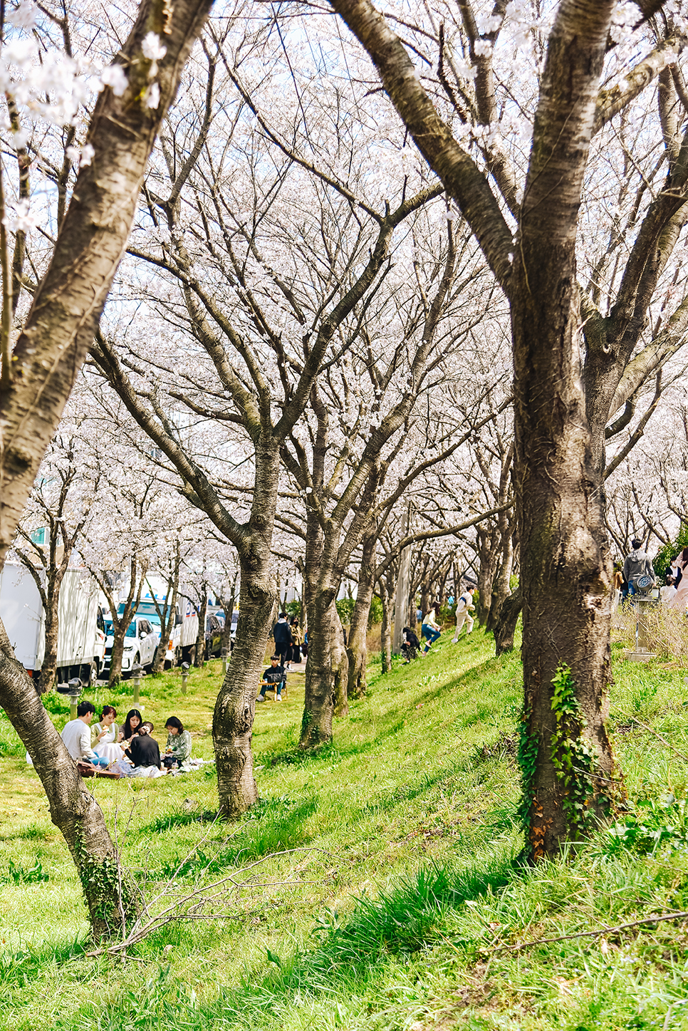 전라도 4월 꽃구경 가볼만한곳 * 나주 벚꽃 파밀리에, 유채꽃, 한수제, 영산강 개나리 벚꽃길