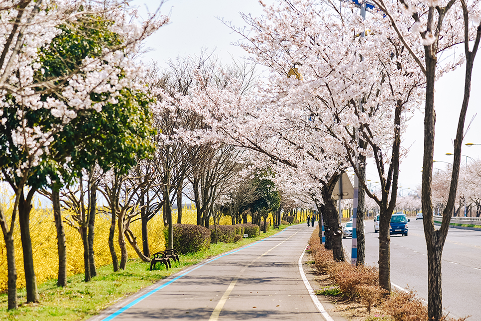 전라도 4월 꽃구경 가볼만한곳 * 나주 벚꽃 파밀리에, 유채꽃, 한수제, 영산강 개나리 벚꽃길