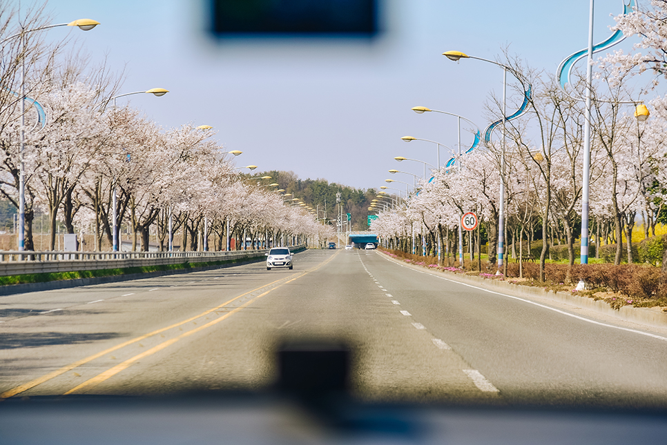 전라도 4월 꽃구경 가볼만한곳 * 나주 벚꽃 파밀리에, 유채꽃, 한수제, 영산강 개나리 벚꽃길