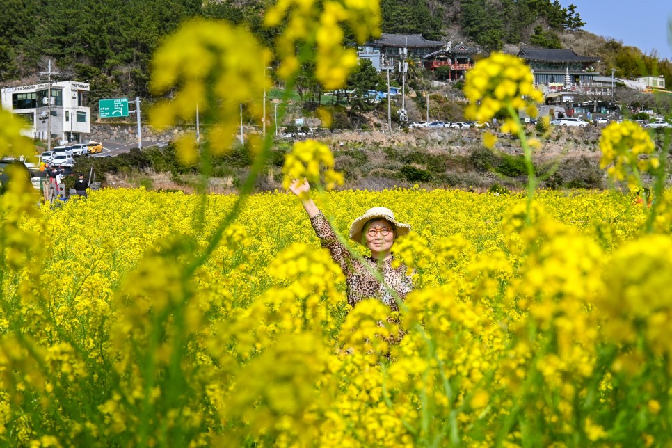 제주 산방산 유채꽃, 원앤온리 포함 제주도 1박2일 남쪽 코스