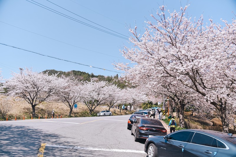 전라도 4월 꽃구경 가볼만한곳 * 나주 벚꽃 파밀리에, 유채꽃, 한수제, 영산강 개나리 벚꽃길