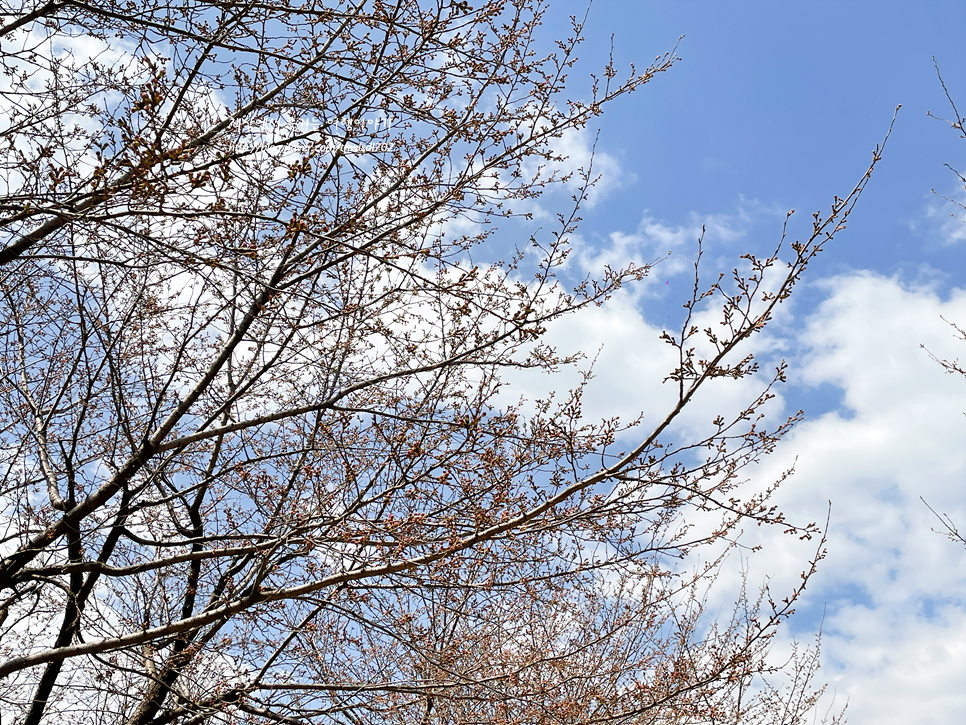 4월 서울숲 꽃놀이 놀거리 봄꽃개화시기 실시간 벚꽃상황