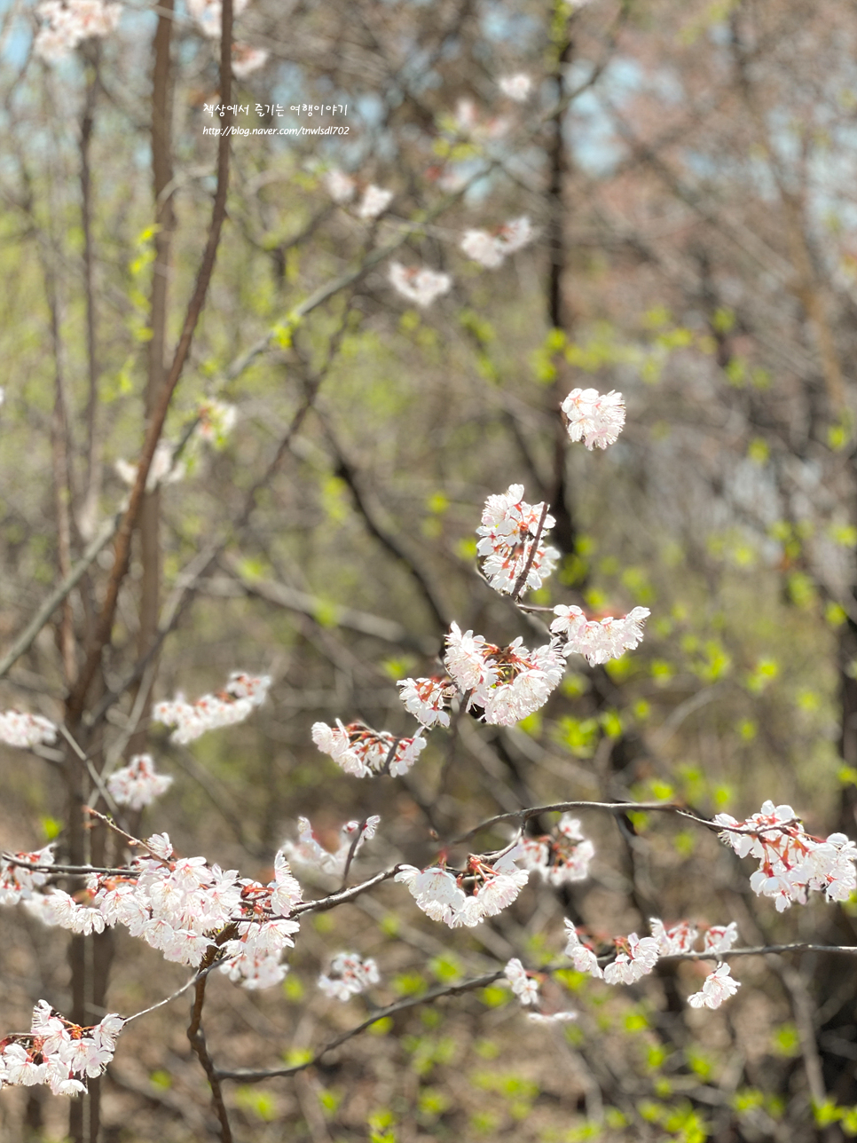 4월 서울숲 꽃놀이 놀거리 봄꽃개화시기 실시간 벚꽃상황