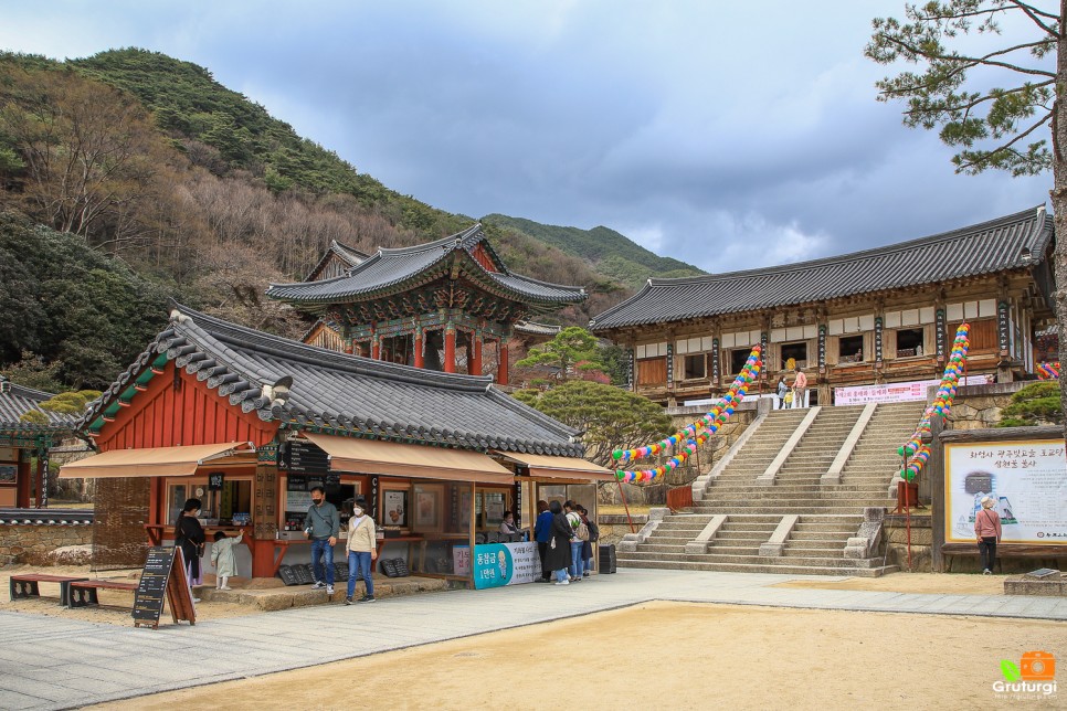 구례 여행 가볼만한곳 매화명소 지리산 구례 화엄사 홍매화