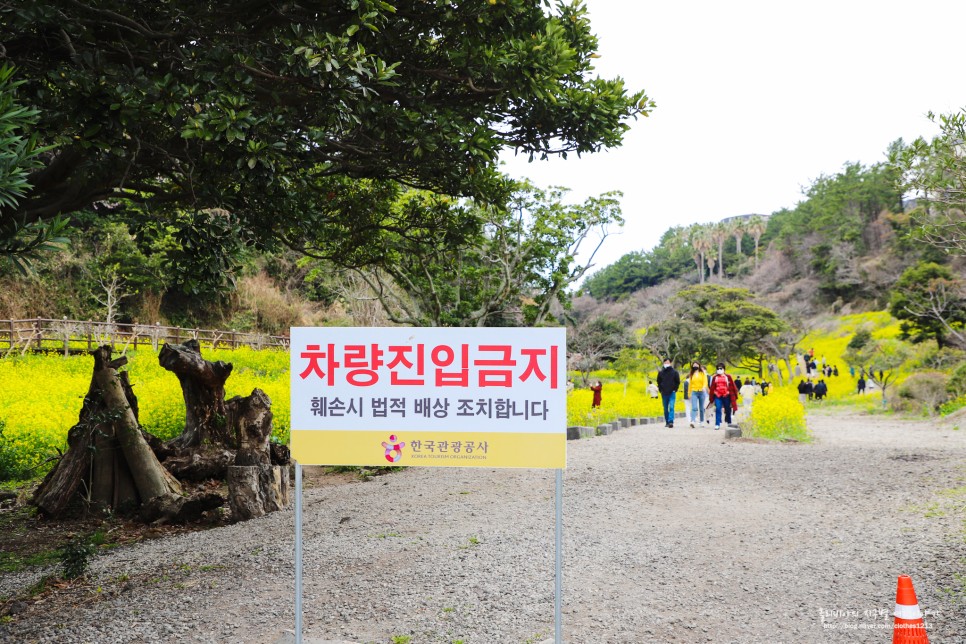 제주 엉덩물계곡 유채꽃밭 제주도 핫플레이스