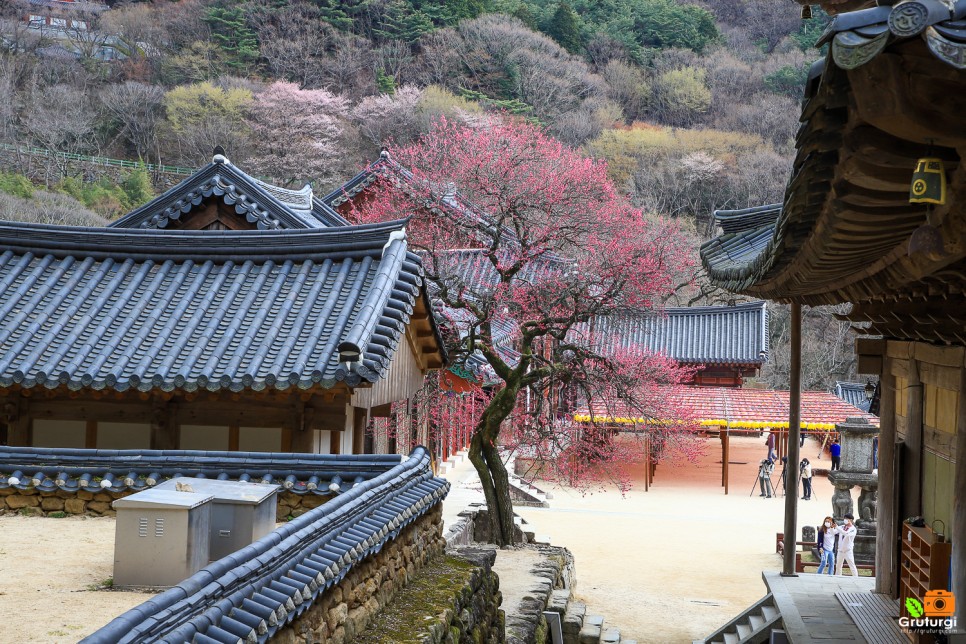 구례 여행 가볼만한곳 매화명소 지리산 구례 화엄사 홍매화