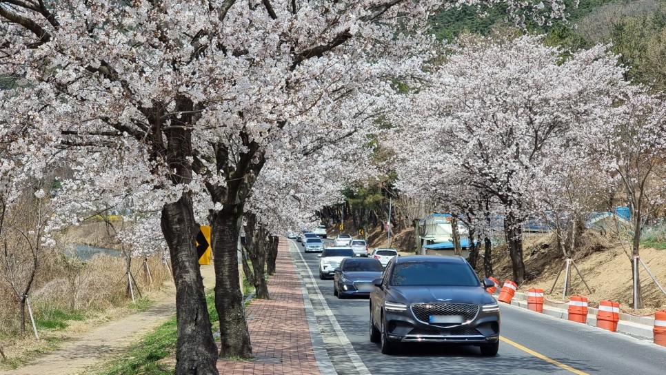 대구 벚꽃 명소 송해공원 튤립도 곧 만개합니다