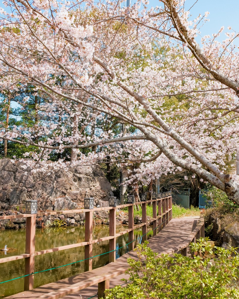 [제주도 봄꽃 여행] 아름다운 섬에 아름다운 벚꽃까지, 제주도 벚꽃 명소 5