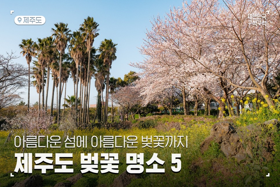 [제주도 봄꽃 여행] 아름다운 섬에 아름다운 벚꽃까지, 제주도 벚꽃 명소 5