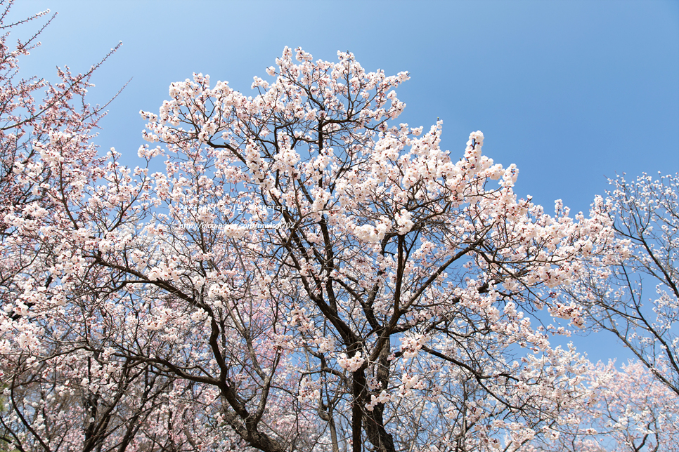 4월 북서울 꿈의숲 봄꽃구경 매화, 개나리, 벚꽃 현황