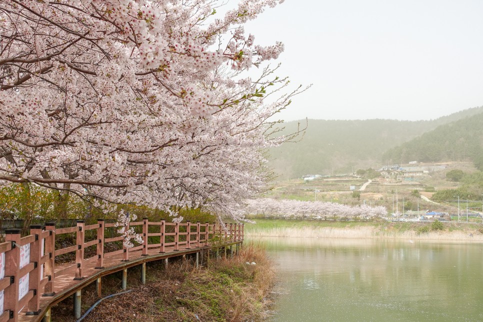 4월 여수 벚꽃 명소 승월마을