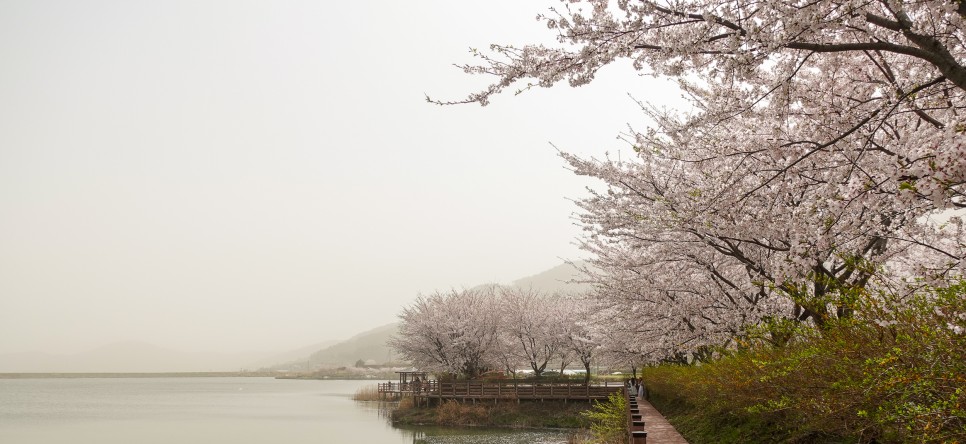 4월 여수 벚꽃 명소 승월마을