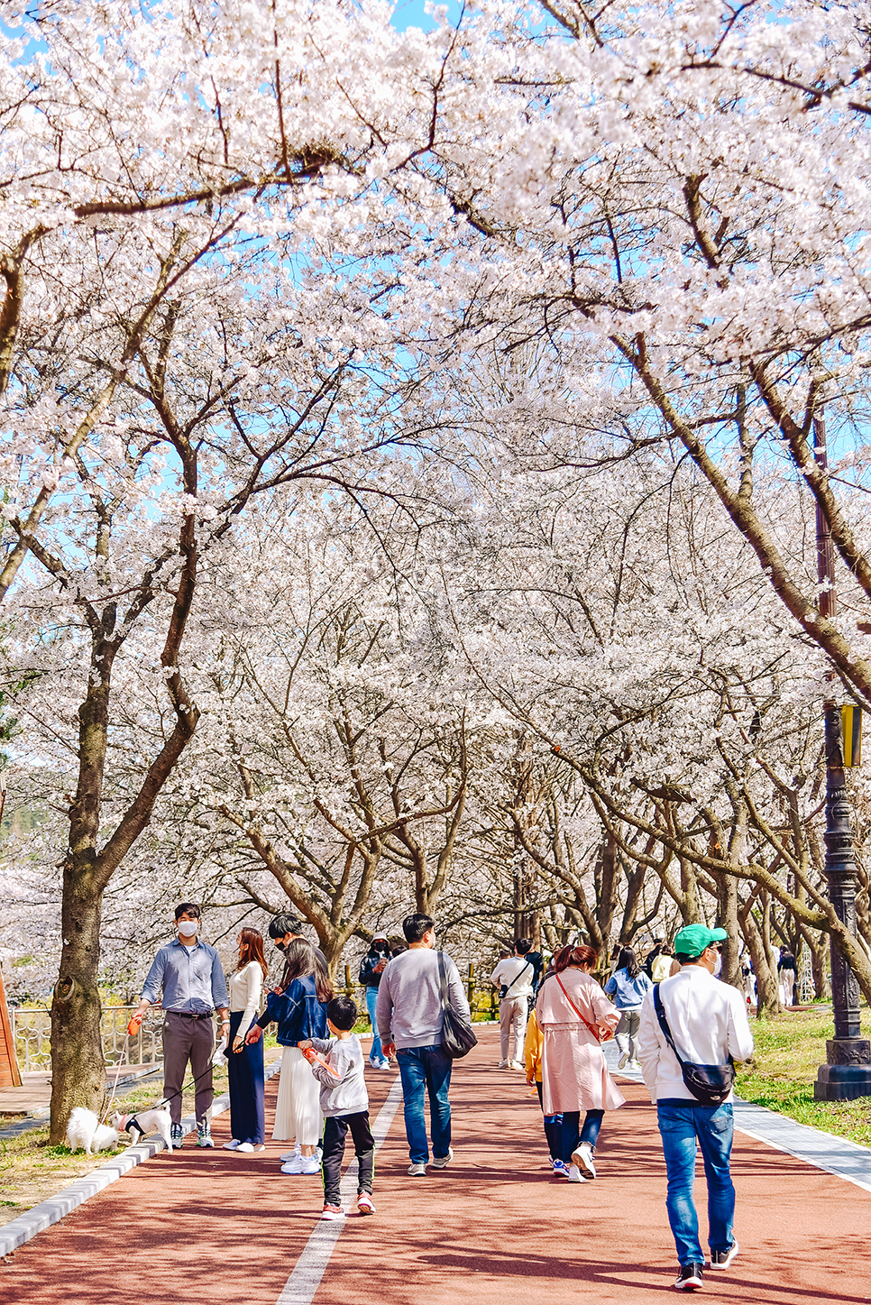 광주 벚꽃 명소 나들이 벚꽃터널 패밀리랜드 우치공원 무료 입장