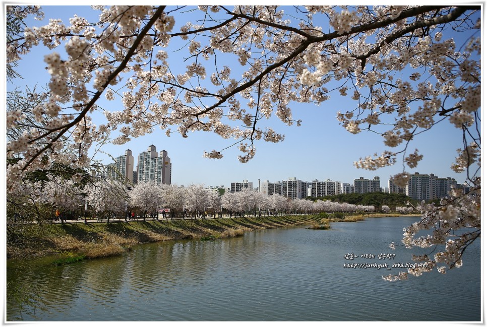 경기도 수원 벚꽃 명소 만석공원,황구지천 등