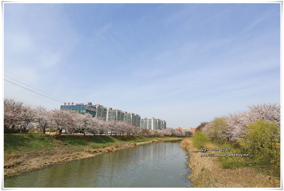 경기도 수원 벚꽃 명소 만석공원,황구지천 등