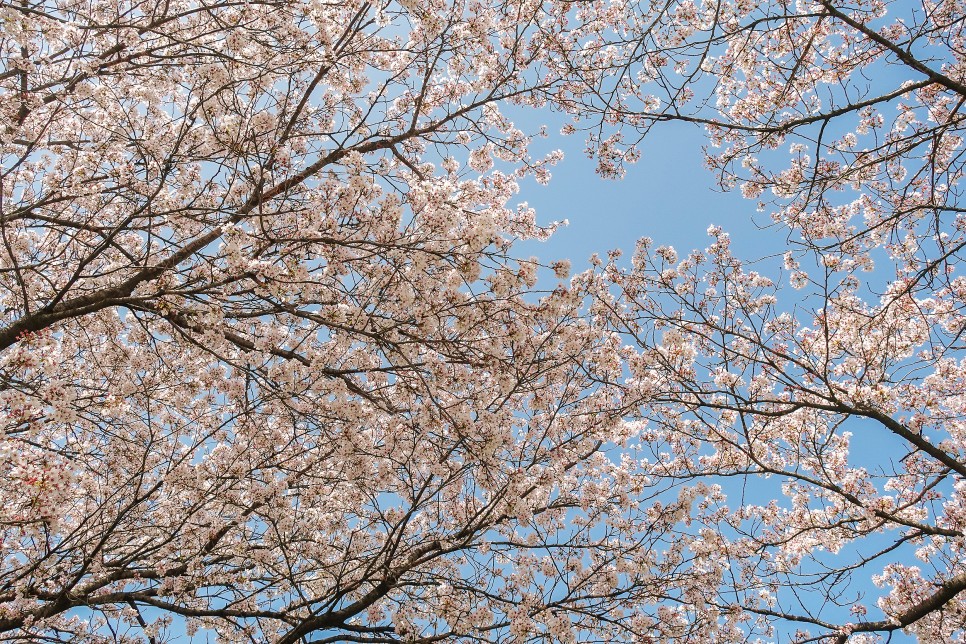 하동가볼만한곳 하동십리벚꽃길 하동 벚꽃  4월의 시...