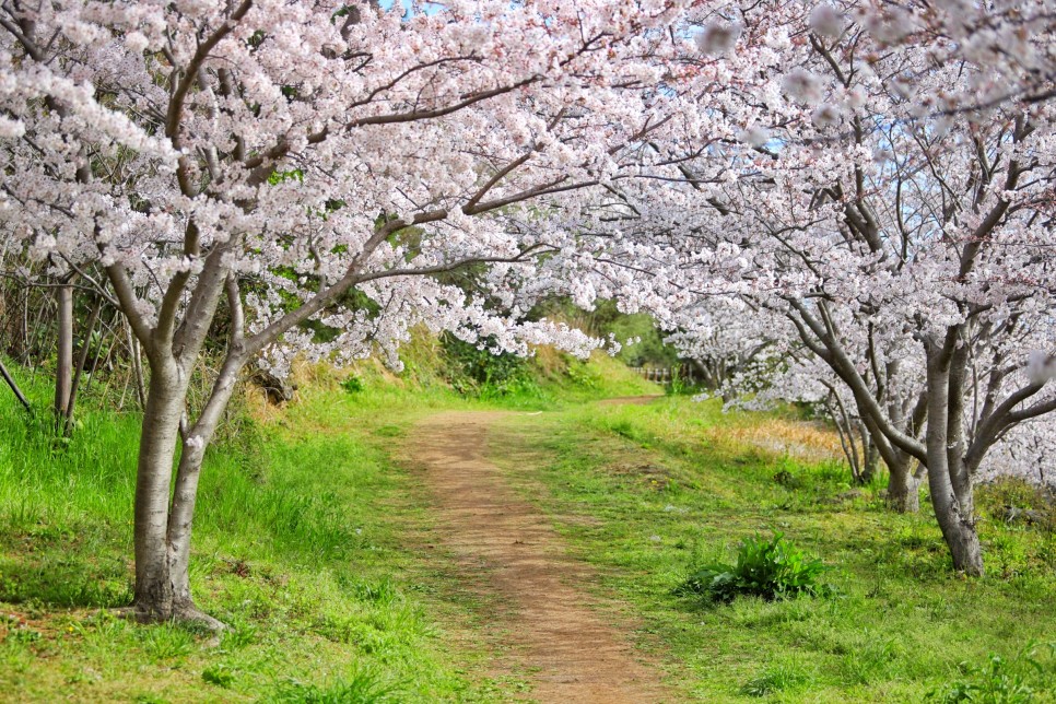 제주 여행 동쪽 코스 신풍리 벚꽃길 숨은 명소
