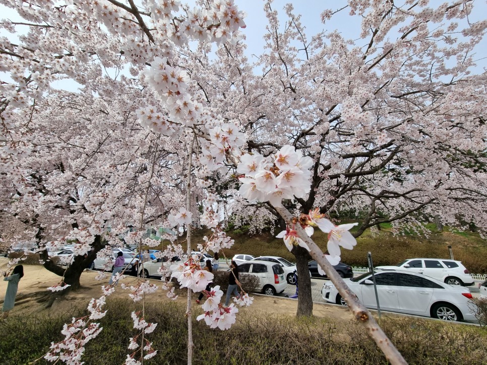 대전 벚꽃 명소 카이스트 주차 & 개화 상황
