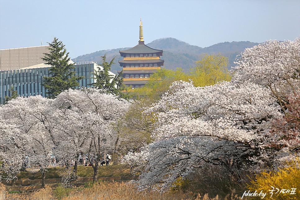 2022 경주 벚꽃 개화시기 만개 경주 보문단지 호수 보문정(4월 4일)