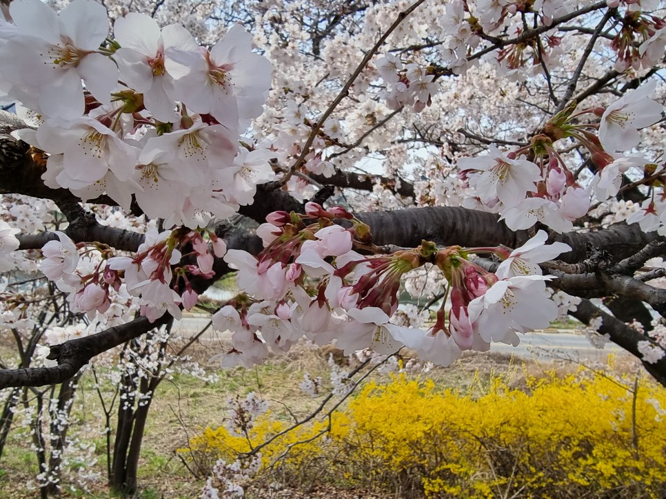 청주 벚꽃 명소 무심천 주차 & 추천 루트 ( 22년  4월 5일 개화 상황 )