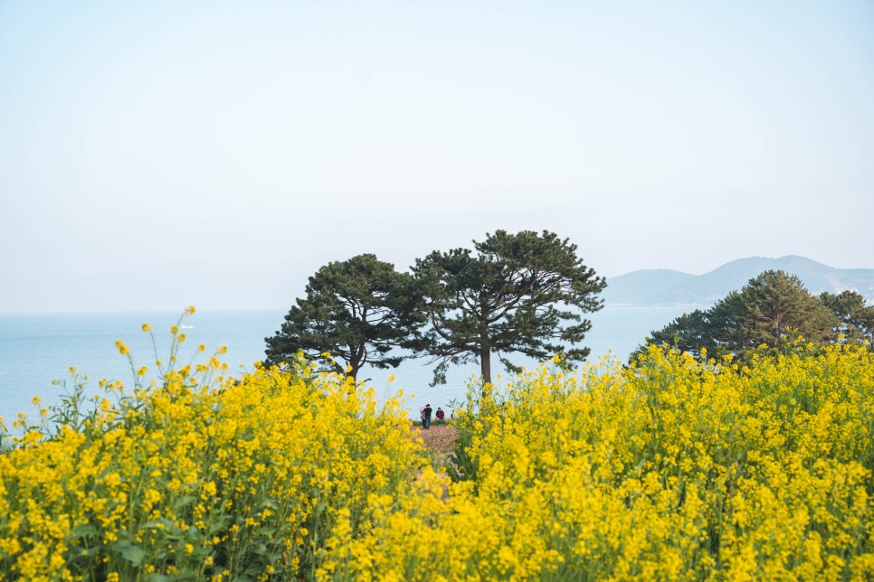 [거제도 봄 여행] 노란 꽃과 푸른 바다를 함께 즐길 수 있는, 거제도 봄꽃 명소 3 :: 양지암조각공원, 공곶이 수선화, 학동 유채꽃밭, 거제도 가볼 만한 곳