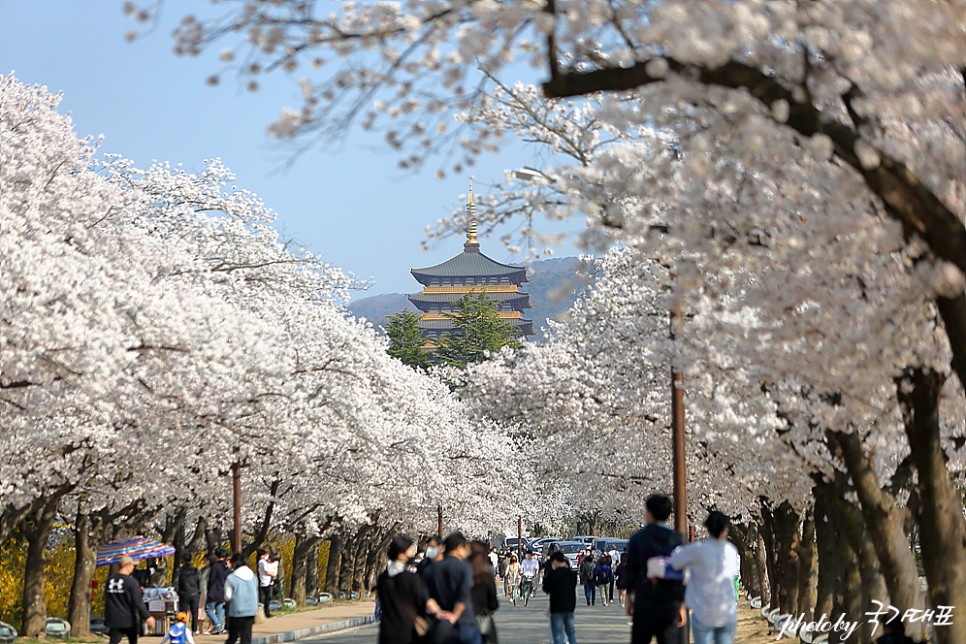 2022 경주 벚꽃 개화시기 만개 경주 보문단지 호수 보문정(4월 4일)