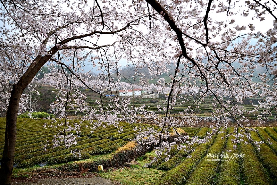 경남 하동 가볼만한곳 하동십리벚꽃길 & 광양매화마을,구례산수유마을