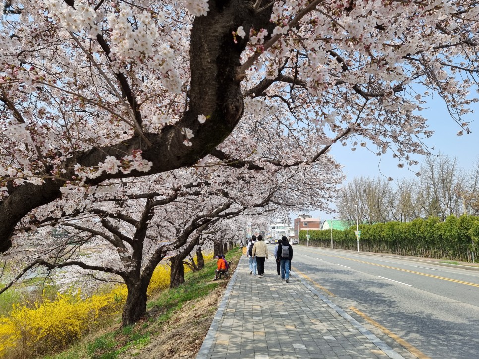 청주 벚꽃 명소 무심천 주차 & 추천 루트 ( 22년  4월 5일 개화 상황 )