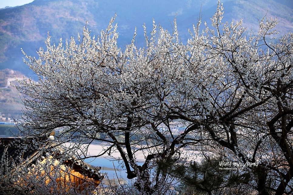 경남 하동 가볼만한곳 하동십리벚꽃길 & 광양매화마을,구례산수유마을