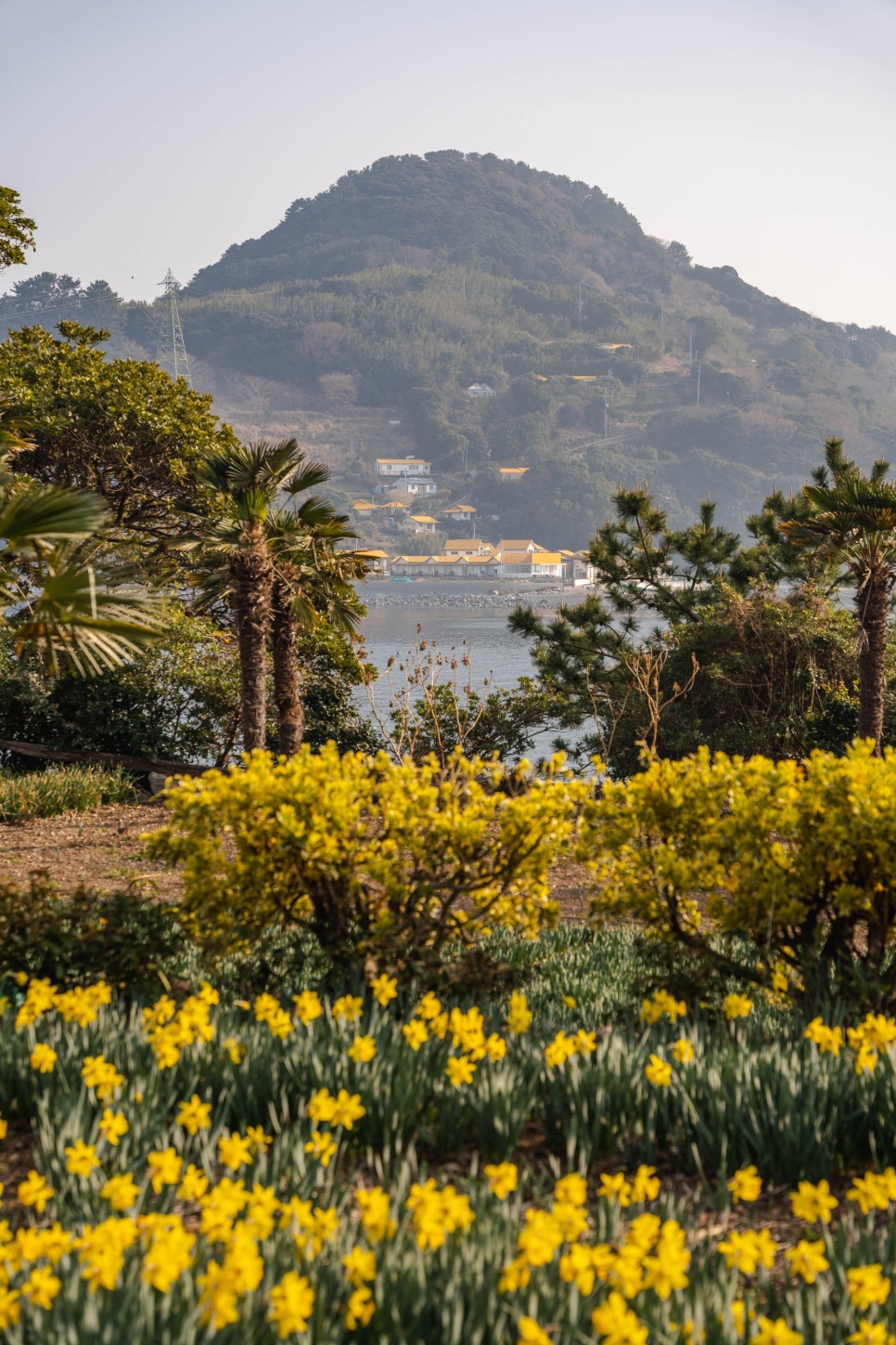 [거제도 봄 여행] 노란 꽃과 푸른 바다를 함께 즐길 수 있는, 거제도 봄꽃 명소 3 :: 양지암조각공원, 공곶이 수선화, 학동 유채꽃밭, 거제도 가볼 만한 곳
