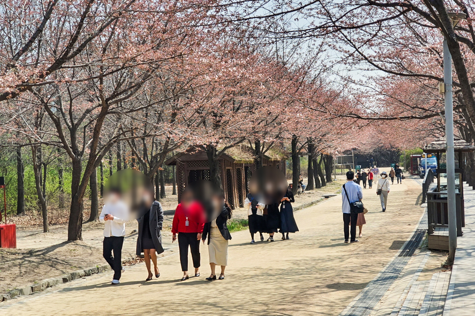 성수동 서울숲 벚꽃 구경 피크닉 ~ 나들이 좋은 서울 공원 추천