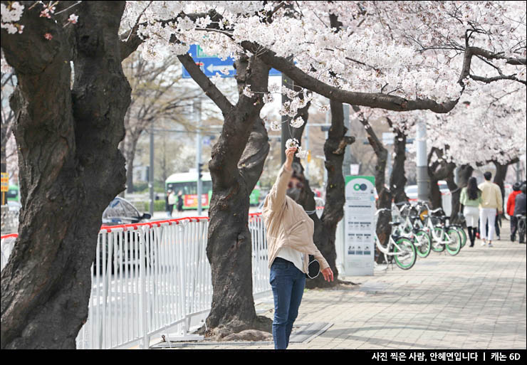 서울 여행지 여의도 벚꽃 산책로 실시간 개화 만개 현황 윤중로 주차