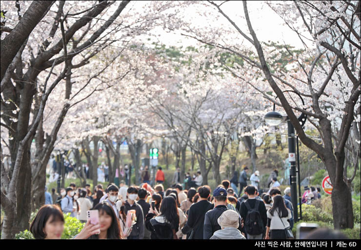 잠실 가볼만한곳 놀거리 석촌호수 벚꽃 주차 주차장 벨리곰