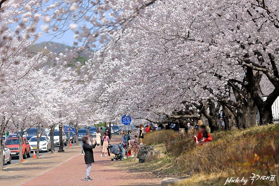 경주 가볼만한곳 흥무로 벚꽃길 황룡원 경주 벚꽃 명소 7곳