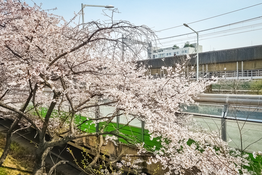 신대방 벚꽃길, 갤럭시 S21 플러스 촬영