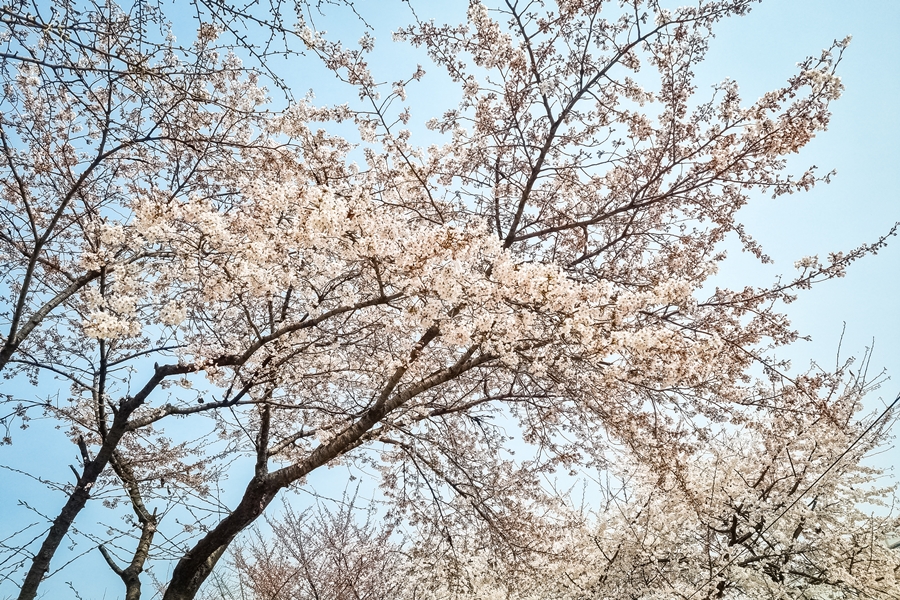 신대방 벚꽃길, 갤럭시 S21 플러스 촬영