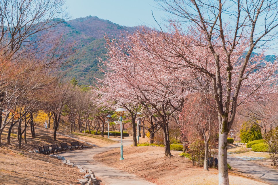 [대구 벚꽃 여행] 찾았다, 벚꽃 여행지! 대구 벚꽃 명소 5 :: 대구스타디움, 수성못, 앞산빨래터공원, 두류공원, 대구이월드, 대구 가볼 만한 곳