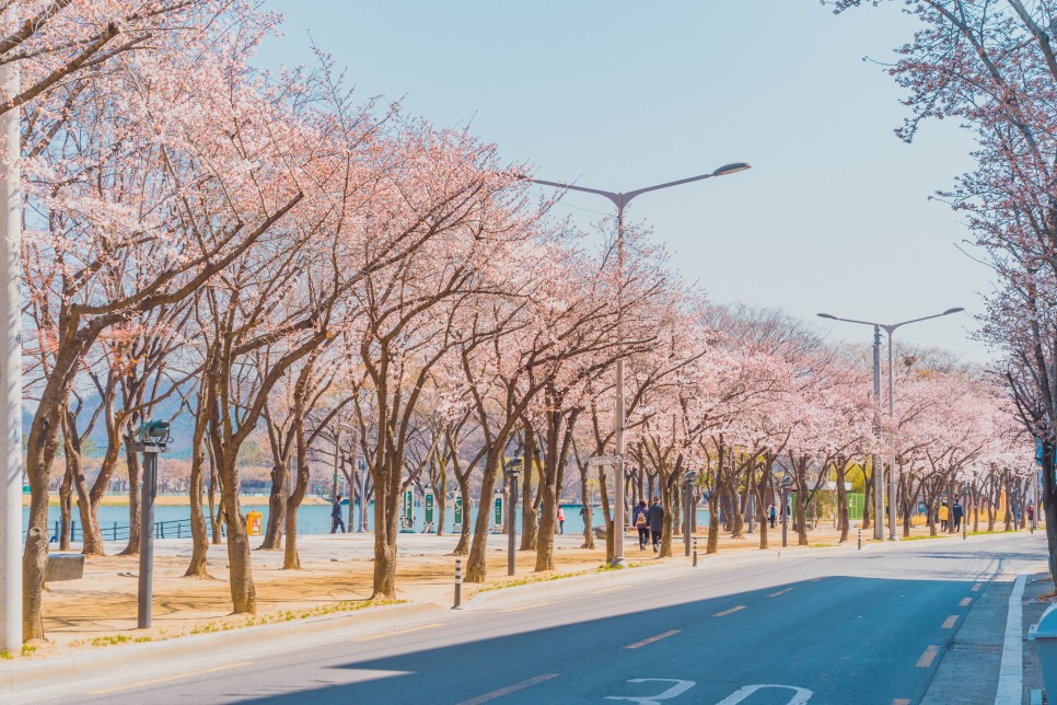 [대구 벚꽃 여행] 찾았다, 벚꽃 여행지! 대구 벚꽃 명소 5 :: 대구스타디움, 수성못, 앞산빨래터공원, 두류공원, 대구이월드, 대구 가볼 만한 곳