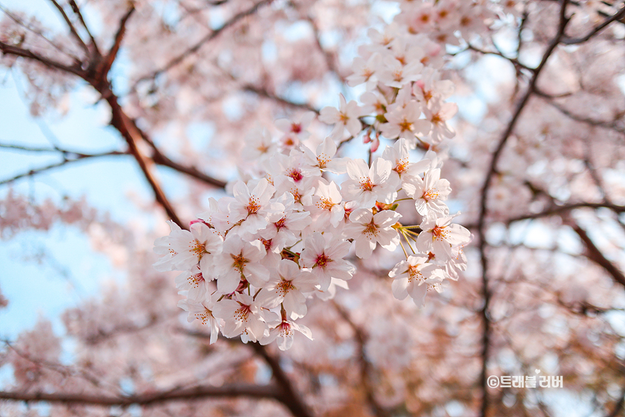 부산 벚꽃 명소 봄꽃 구경 부산 을숙도 생태공원 나들이