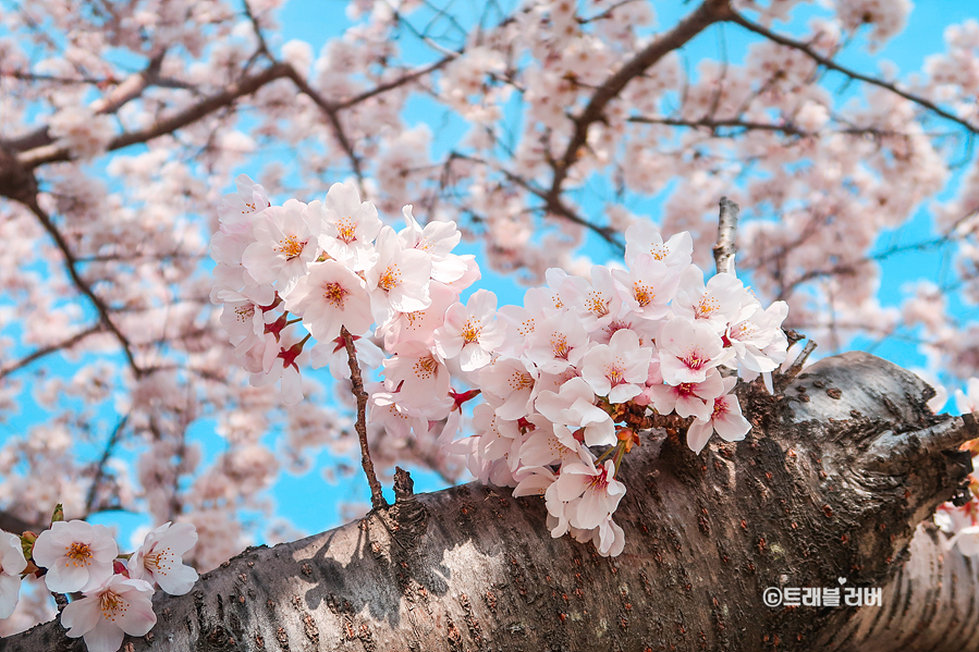부산 벚꽃 명소 봄꽃 구경 부산 을숙도 생태공원 나들이