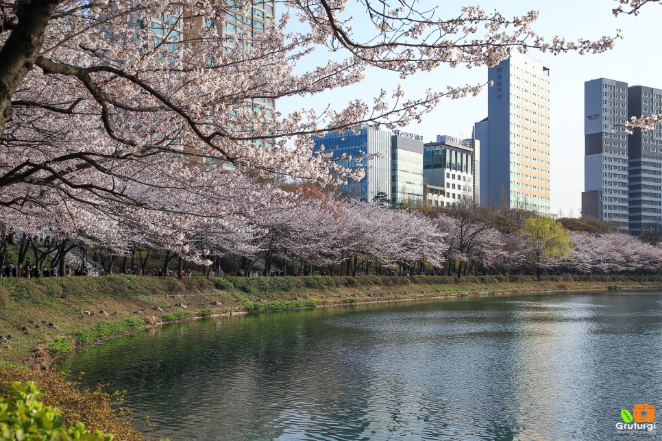 서울 벚꽃명소 잠실 석촌호수 벨리곰과 서울 꽃구경
