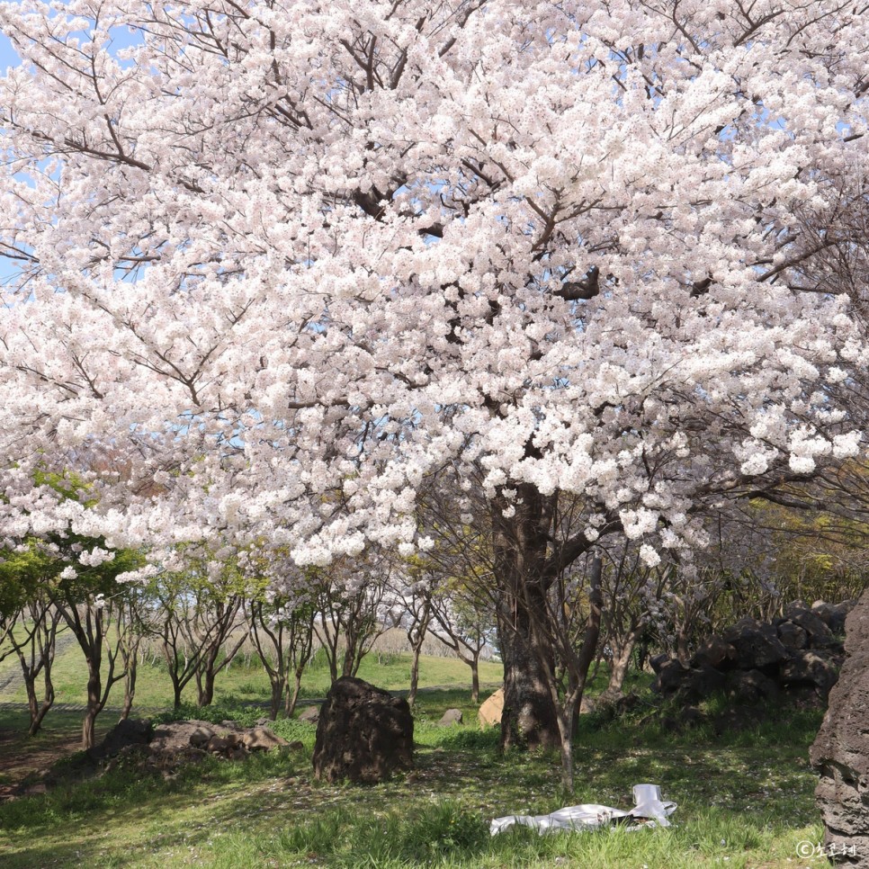 제주 벚꽃 명소에서 엔제리너스 테이크아웃 벚꽃 피크닉 즐기기