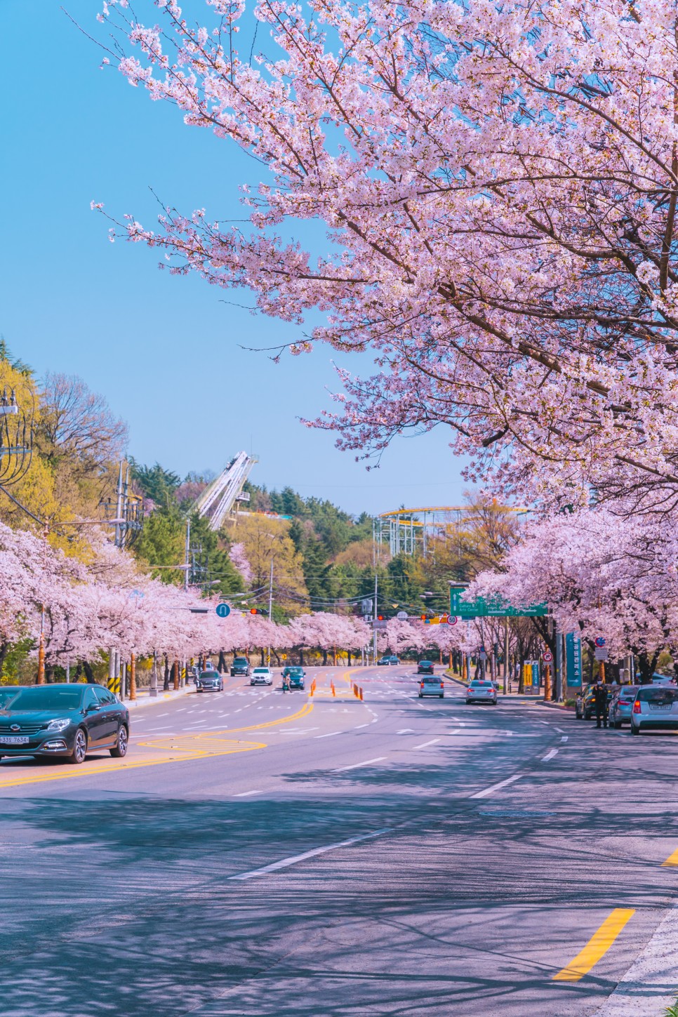 [대구 벚꽃 여행] 찾았다, 벚꽃 여행지! 대구 벚꽃 명소 5 :: 대구스타디움, 수성못, 앞산빨래터공원, 두류공원, 대구이월드, 대구 가볼 만한 곳