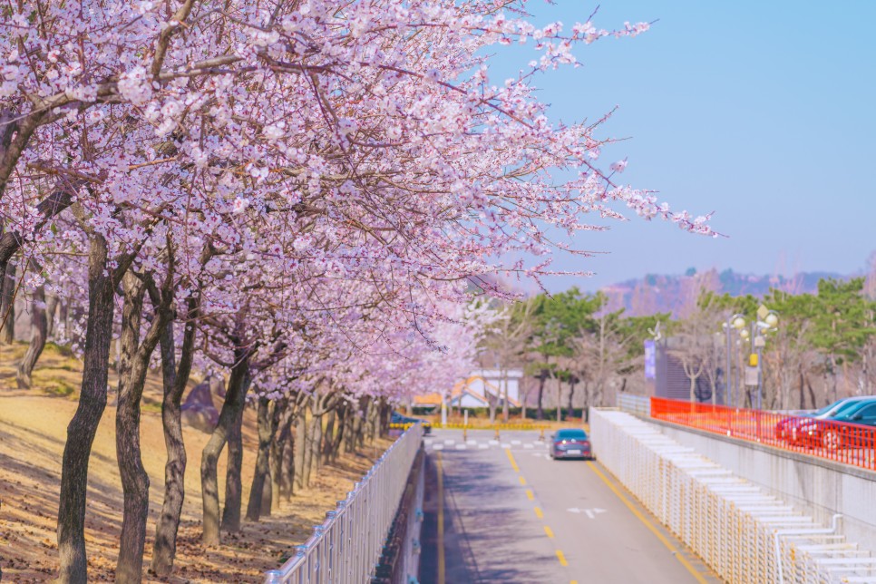 [대구 벚꽃 여행] 찾았다, 벚꽃 여행지! 대구 벚꽃 명소 5 :: 대구스타디움, 수성못, 앞산빨래터공원, 두류공원, 대구이월드, 대구 가볼 만한 곳