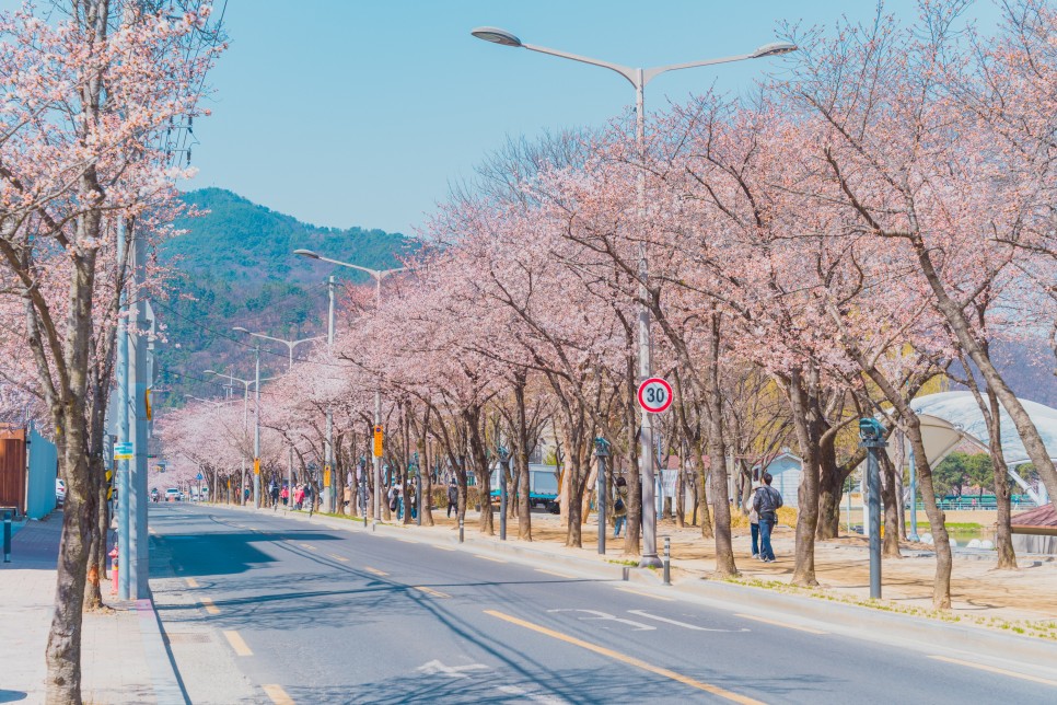 [대구 벚꽃 여행] 찾았다, 벚꽃 여행지! 대구 벚꽃 명소 5 :: 대구스타디움, 수성못, 앞산빨래터공원, 두류공원, 대구이월드, 대구 가볼 만한 곳